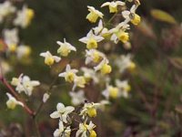 Epimedium var Heidi_2011-04-10_3148