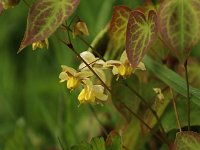 Epimedium var Heidi_2016_04_23_9961
