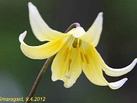 Erythronium Pagoda_2012-04-09_7577
