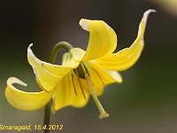 Erythronium Pagoda_2012-04-15_7622