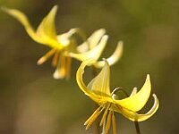 Erythronium Pagoda_2013-04-22_1800