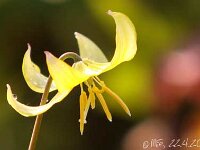 Erythronium Pagoda_2013-04-22_1801
