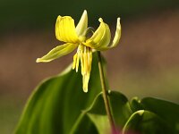 Erythronium Pagoda_2014-03-29_7396