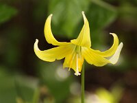 Erythronium Pagoda_2014-04-05_7484