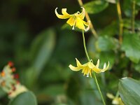 Erythronium Pagoda_2014-04-11_7545