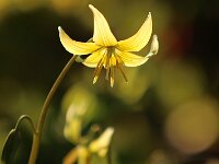 Erythronium Pagoda_2015_04_15_3928