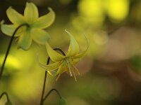 Erythronium Pagoda_2015_04_15_3935