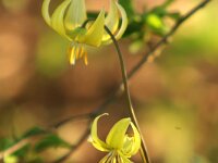 Erythronium Pagoda_2015_04_15_3950