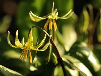 Erythronium Pagoda_2016_04_11_9657