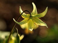 Erythronium Pagoda_2016_04_11_9659
