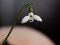 Galanthus 2014-02-15_5709