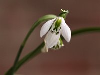Galanthus 2014-02-15_5712