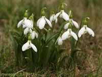 Galanthus elwesii_2012-03-03_7269