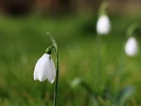 Galanthus elwesii_2015_02_21 Staudo_3329