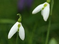 Galanthus elwesii_2016_02_23_9363