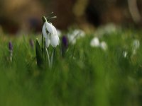 Galanthus elwesii_2017_02_24_4383