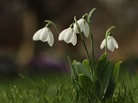 Galanthus elwesii_2017_02_26_4452