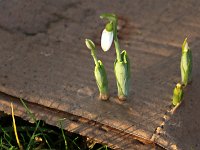 Galanthus elwesii_2018_01_27_1467