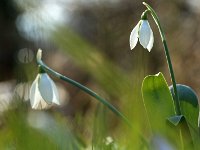 Galanthus elwesii_2018_02_24_1936