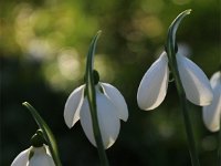 Galanthus elwesii_2019_02_15_7812