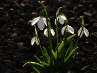 Galanthus elwesii_2019_02_15_7837