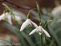 Galanthus nivalis_2012-03-04_7311