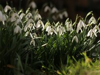 Galanthus nivalis_2015_02_28_3442
