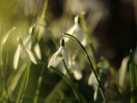 Galanthus nivalis_2016_03_07_9486