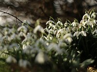 Galanthus nivalis_2017_02_26_4501