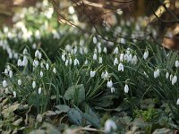 Galanthus nivalis_2018_02_24_1963