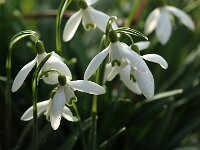 Galanthus nivalis_2018_03_05_1997