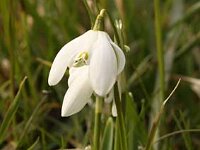 Galanthus var Rahel_2013-03-02_1570