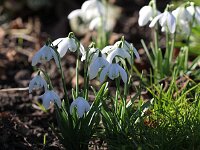 Galanthus var Rahel_2014-02-11_5671