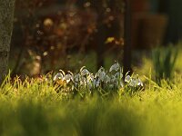 Galanthus var Rahel_2015_02_22_3377