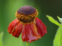Helenium Flammenspiel_2015_08_28_7424