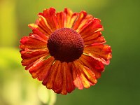 Helenium Flammenspiel_2015_08_29_7448
