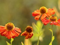 Helenium Flammenspiel_2015_09_20_7914