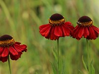 Helenium Flammenspiel_2017_07_03_8559
