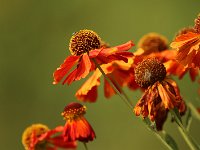 Helenium Flammenspiel_2017_09_02_9027