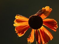 Helenium Flammenspiel_2017_09_23_9574