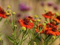 Helenium Flammenspiel_2018_07_29_4086