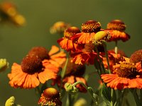 Helenium Flammenspiel_2018_08_04_4115