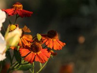 Helenium Flammenspiel_2019_08_25_0146
