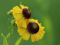 Helenium Riverton Beauty_2015_08_28_7423