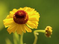 Helenium Riverton Beauty_2015_08_29_7449