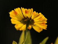 Helenium Riverton Beauty_2015_09_20_7917
