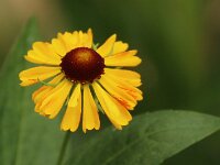 Helenium Riverton Beauty_2016_09_04_2319