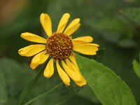 Helenium Riverton Beauty_2016_09_17_2494