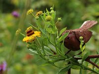 Helenium Riverton Beauty_2017_07_28_8791