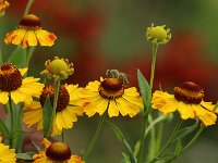 Helenium Riverton Beauty_2017_08_08_8867